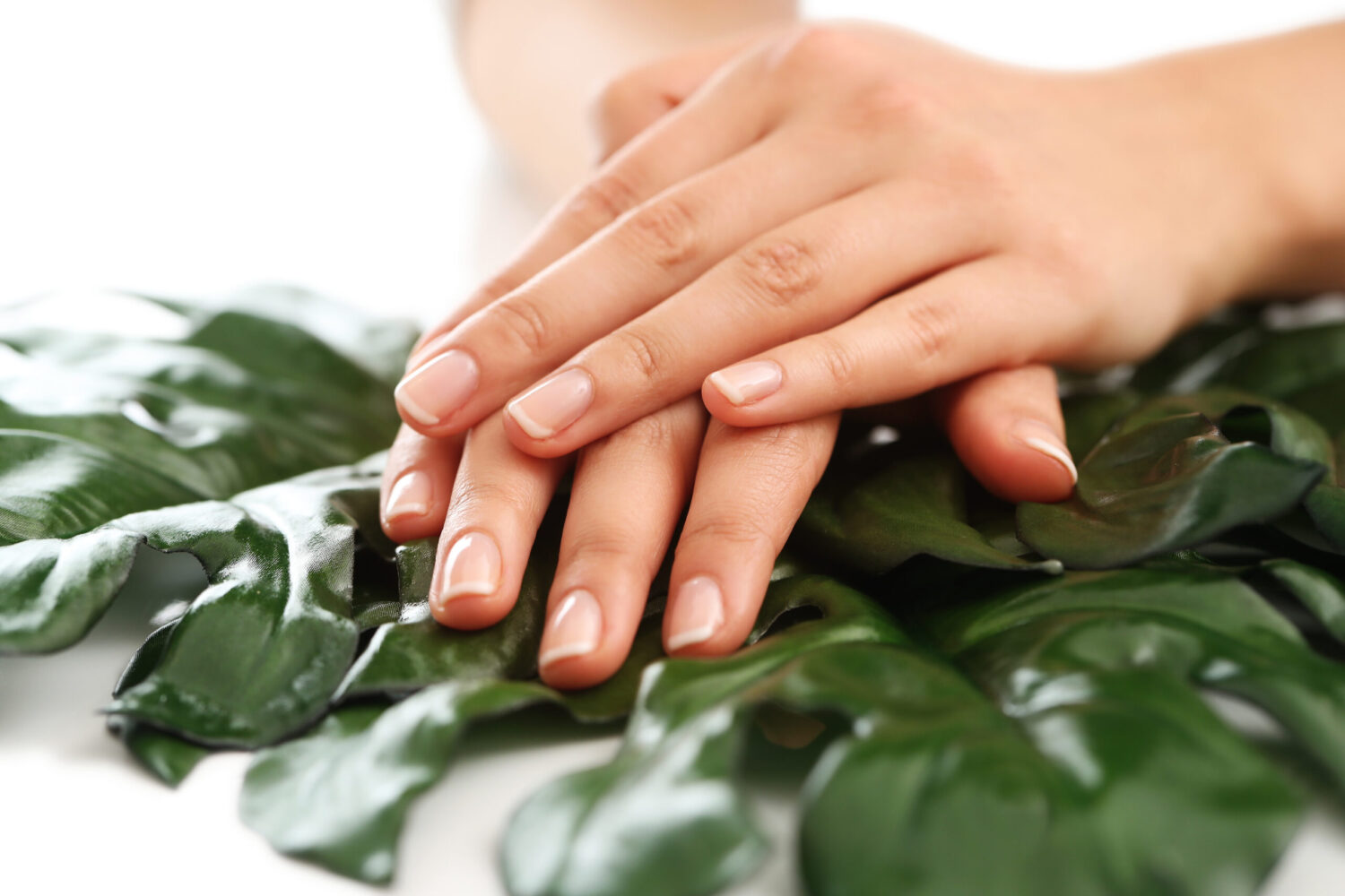 manos de mujer saludables con uñas cuidadas sobre hojas verdes